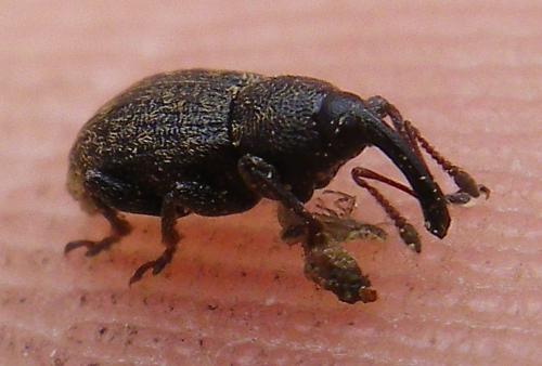 Notaris sp.